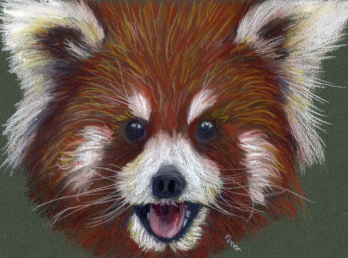 Cute red panda by Glandarius